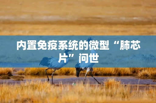 内置免疫系统的微型“肺芯片”问世