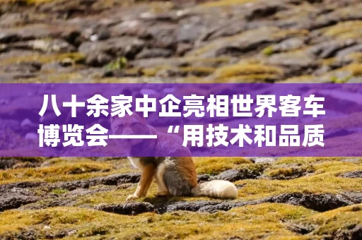 八十余家中企亮相世界客车博览会——“用技术和品质赢得世界认可”
