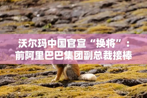 沃尔玛中国官宣“换将”:前阿里巴巴集团副总裁接棒山姆会员店总裁