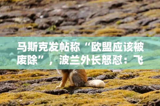 详细阅读:马斯克发帖称“欧盟应该被废除”,波兰外长怒怼:飞火星去吧! 马斯克发帖称“欧盟应该被废除”,波兰外长怒怼:飞火星去吧!