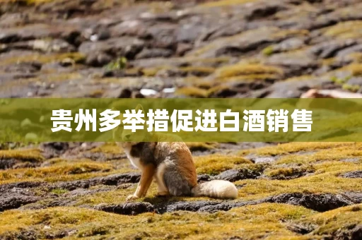 贵州多举措促进白酒销售