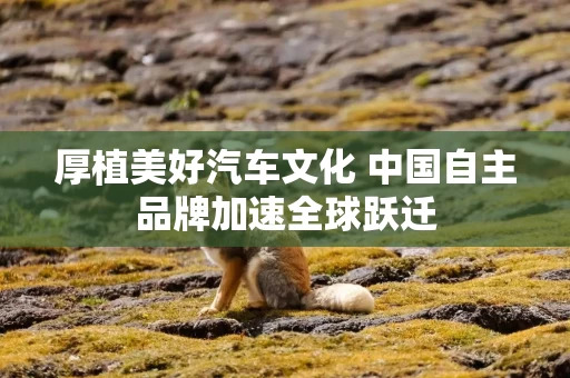 厚植美好汽车文化 中国自主品牌加速全球跃迁