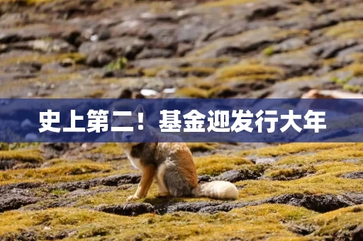 史上第二!基金迎发行大年