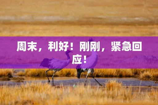 周末，利好！刚刚，紧急回应！