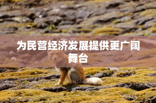 为民营经济发展提供更广阔舞台