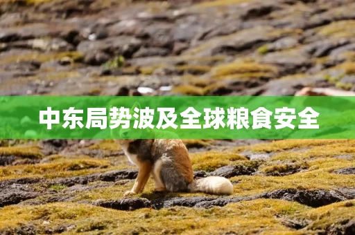 中东局势波及全球粮食安全