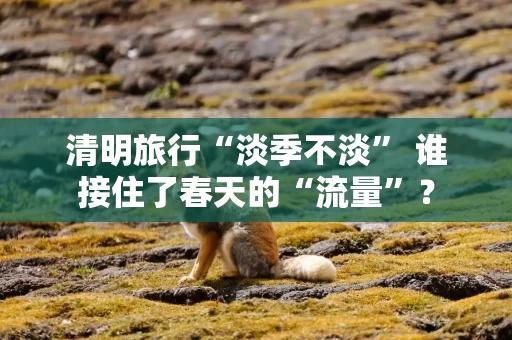 清明旅行“淡季不淡” 谁接住了春天的“流量”?