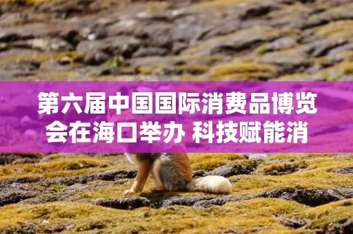 第六届中国国际消费品博览会在海口举办 科技赋能消费新生态 自贸港红利释放全球合作新机遇
