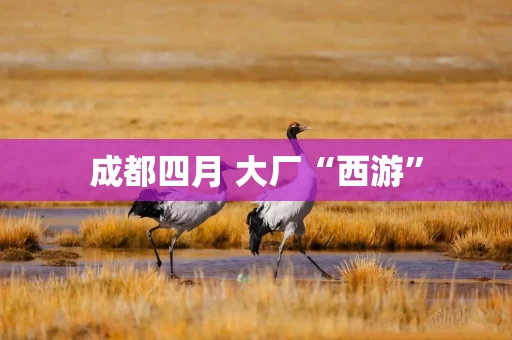 成都四月 大厂“西游”