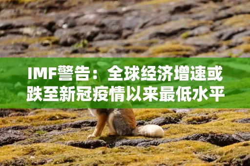 IMF警告:全球经济增速或跌至新冠疫情以来最低水平