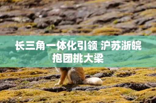 长三角一体化引领 沪苏浙皖抱团挑大梁