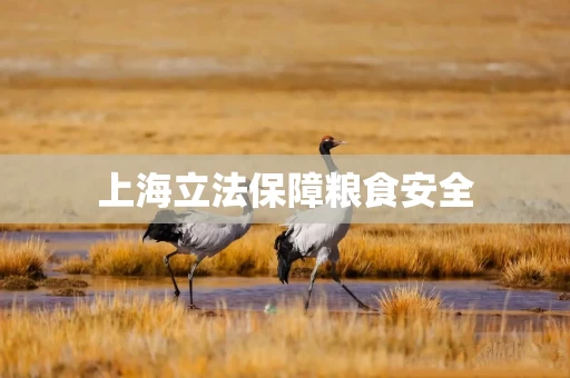 上海立法保障粮食安全
