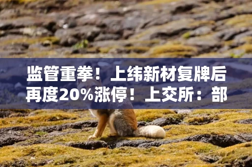监管重拳！上纬新材复牌后再度20%涨停！上交所：部分投资者存在异常交易，被暂停账户交易
