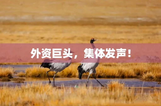 外资巨头，集体发声！