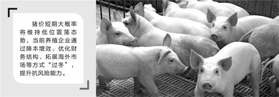 猪价刷新十余年低点!最难“猪周期”来临 养殖企业多举措“熬冬”